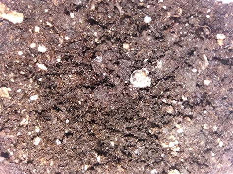 After a couple of weeks, the white fuzz simply disappeared. White mold on seeds in soil? | Grasscity Forums - The #1 ...