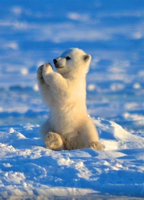 Baby Polar Bear Animaux Mignons Animaux Les Plus Mignons Animaux