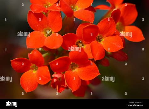 Cluster Of Bright Orange Four Petal Flowers Of A Tropical Christmas