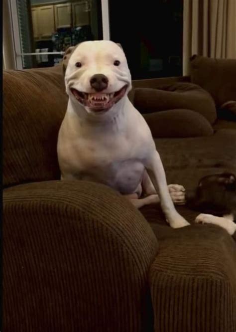 Creepy Dog Smile