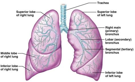 The Respiratory System Lunges Lung Cleanse Lung Anatomy