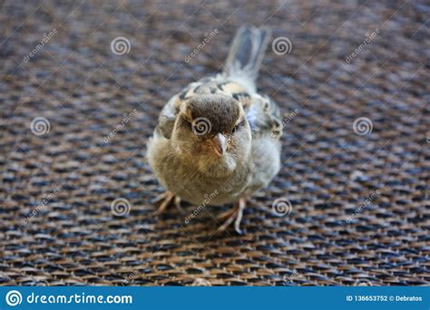 Baby Bird Stock Photo Image Of Mesh Tone Fluffy Bird 136653752