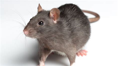 Dutch Police Recruit Rat Detectives To Sniff Out Crime Wired Uk