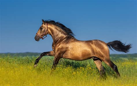 10 Best Spanish Horse Breeds