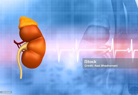 Human Kidney Anatomy Stock Photo Download Image Now Anatomy Artery