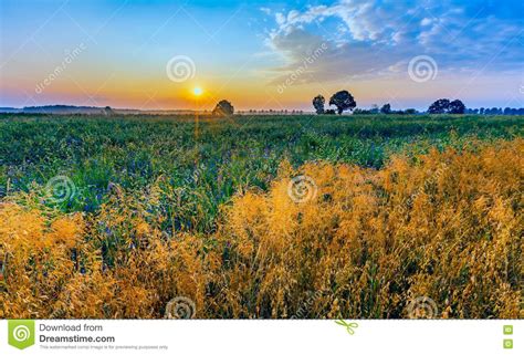 Misty Morning Landscape With Cereal Field Under Beautiful Sky Stock