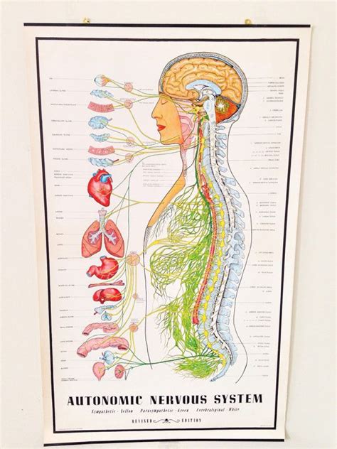Autonomic Nervous System Pull Down Chart Anatomy Medical Art Poster