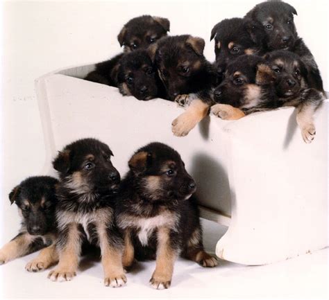 Puppies American Alsatian Puppies Animals