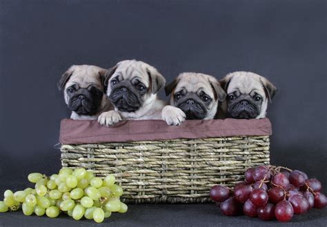 49 Cute Pug Puppies Wallpaper On Wallpapersafari
