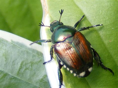 What Animals Eat Japanese Beetles Whatodi