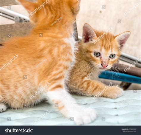 Little Cute Golden Brown Kitten Blue Stock Photo 453858760