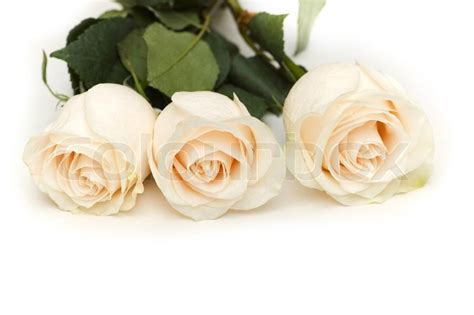 White Roses Isolated On The White Stock Image Colourbox