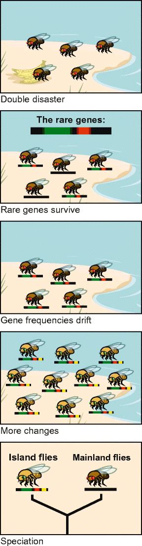 A Hypothetical Example Of Peripatric Speciation Just A Few Fruit Flies