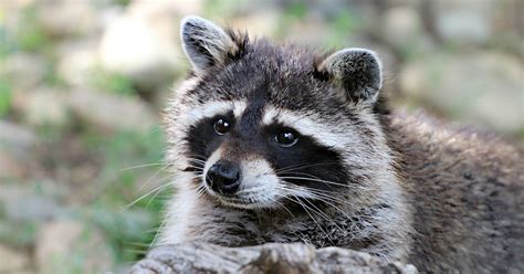 Covid New Theory On The Pandemic The Raccoon Dog In The Wuhan Market