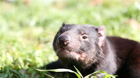 The tasmanian devil is a marsupial, related to koalas and kangaroos. Tasmanian devils return to Australia for first time in ...
