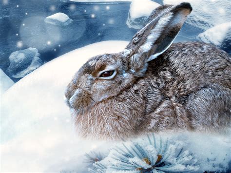 Snow Rabbit Wallpaper Ghost Written Science The Brazzen Plutocracy