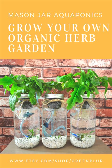 3 Mason Jar Aquaponics Kit Build Your Own Hydroponics Herb Garden
