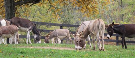 Little Longears Miniature Donkey Rescue