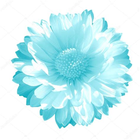 Clear Blue Flower On A White Background — Stock Photo © Arti19 31358763