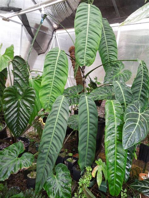 Philodendron Patriciae From Nse Tropicals Aroids Pinterest