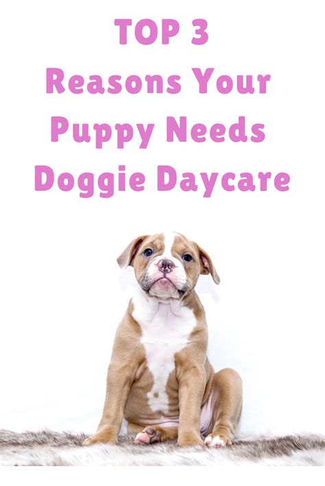 Looking for local doggy daycare while you're at work? Affordable Dog Training Nyc #CanDogsEatMango | Dog daycare ...