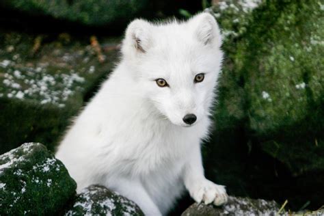 Worrying Decline For Icelands Arctic Fox Population Icelandmag