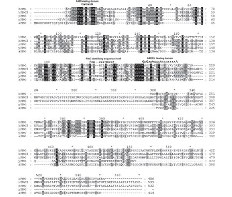 Amino Acid Sequence Alignment Of Several Members Of The Eukaryotic And