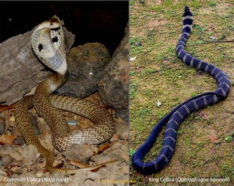 King Cobras And Common Cobras Wilderhood Recitals