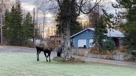Bull Moose In My Front Yard Youtube