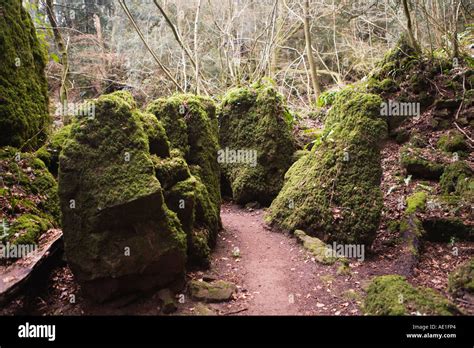 Moss Covered Rocks In Puzzlewood An Attraction In The Forest Of Dean