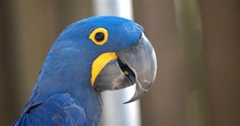 Hyacinth Macaws Everything You Need To Know About The Bird Breed