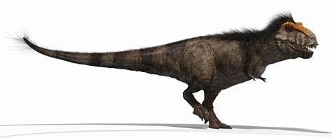 T Rex May Have Had Tufty Hair And Orange Eyebrows Daily Mail Online