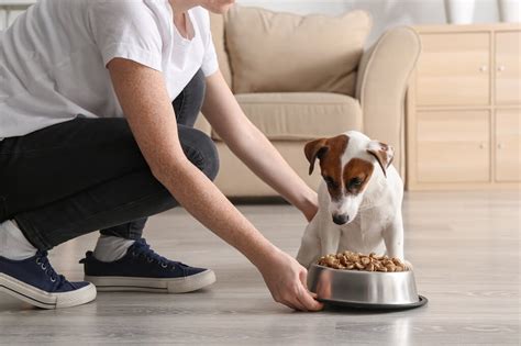 The final price can vary. How To Choose The Right Dog Food For A Puppy | Infolific