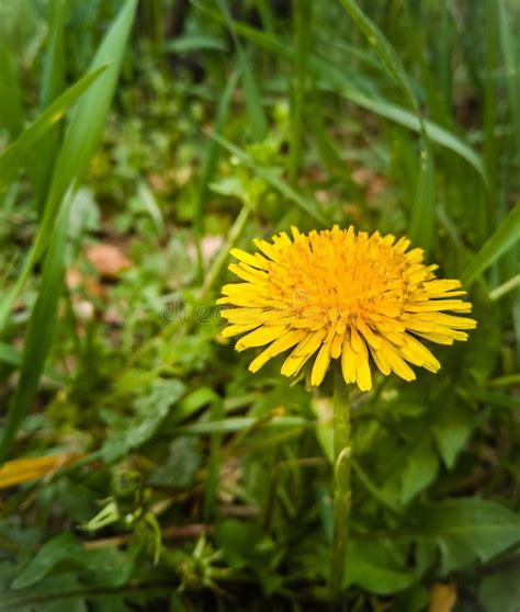 Dandelions Close Up Photography Of A Flower Stock Image Image Of