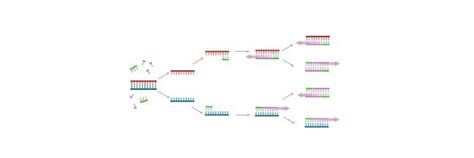 Dna Template Strand Definition Types And Functions