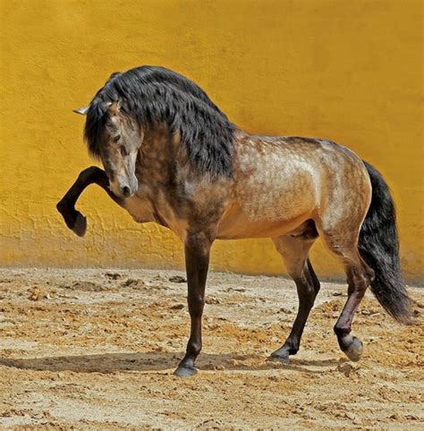 Magnificent Sooty Buckskin Lusitano Horse Photo Rita Fernandez