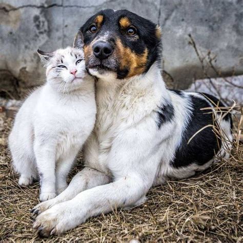 24 Beautiful Photos Of Friendship Between Dogs And Cats Animals