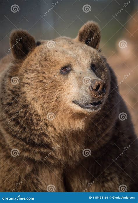 Grizzly Bear Portrait In Natural Lighting Stock Image Image Of