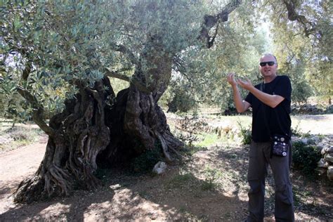 Visiting The Worlds Oldest Olive Trees Spanish Sabores