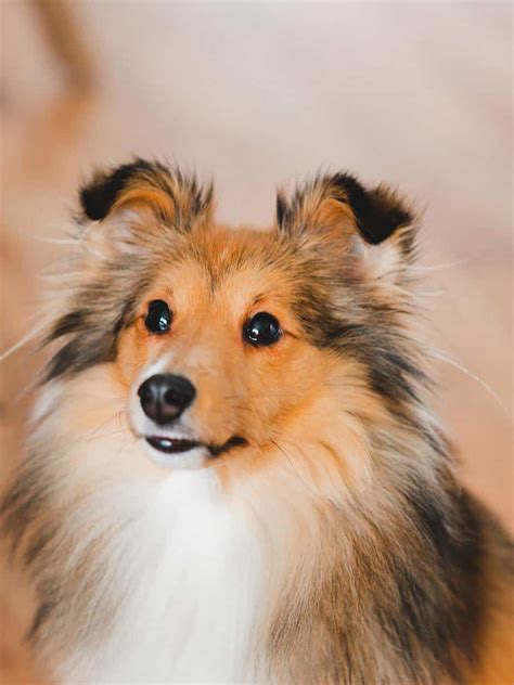 12 Things You Didnt Know About The Miniature Collie Your Dog Advisor