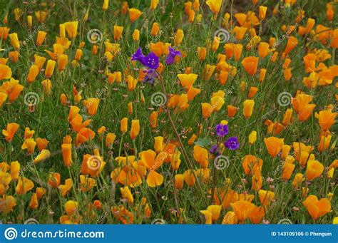 California Blue Bells In A Sea Of Poppies Stock Photo Image Of