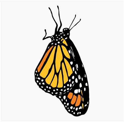 Monarch Monarch Butterfly Side Profile Silhouettes Free Transparent