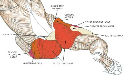 Left Hip Muscles Anatomy The Gluteus Maximus Is A Uniquely Human