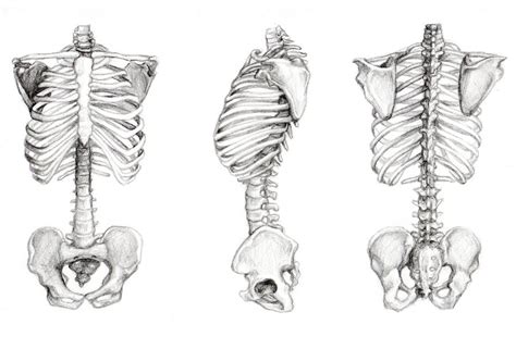 Connecting the legs and torso by: 3pt turn of skeleton torso by nullcherri on DeviantArt