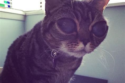 Matilda The Alien Cat Meet The Glassy Eyed Moggy With 30000 Instagram
