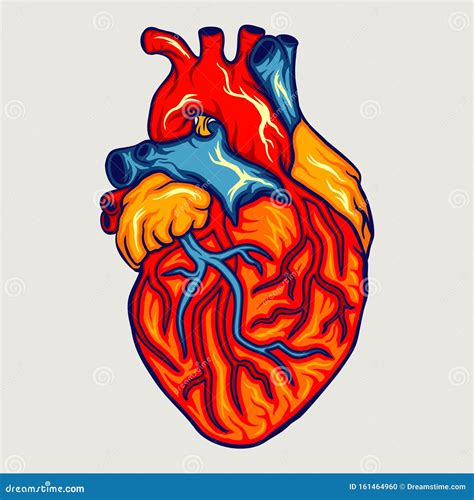 Human Heart Premium Vector Stock Illustration Illustration Of Human