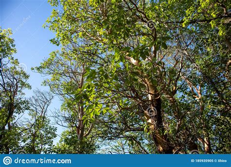 Madrone Trees With Peeling Red Bark Stock Image Image Of Branch Bark