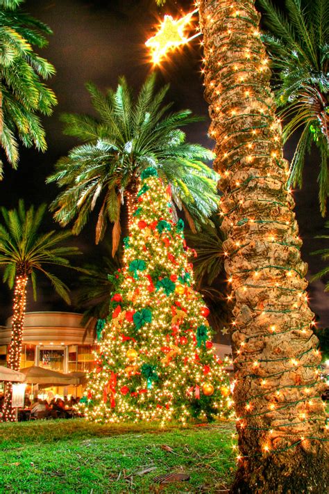 Christmas Palm Tree At Euclid Circle Lincoln Road Mall Flickr