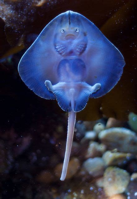 Pin By Steeelydanman On 海のいきもの。 Beautiful Sea Creatures Ocean