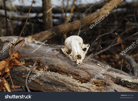 Small Animal Skull In Forest Setting Stock Photo 9551749 Shutterstock